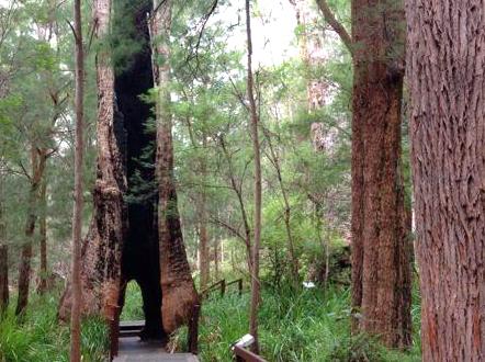 myschoolnotebook | Exploring the Valley of the Giants, Walpole: A Treetop Adventure