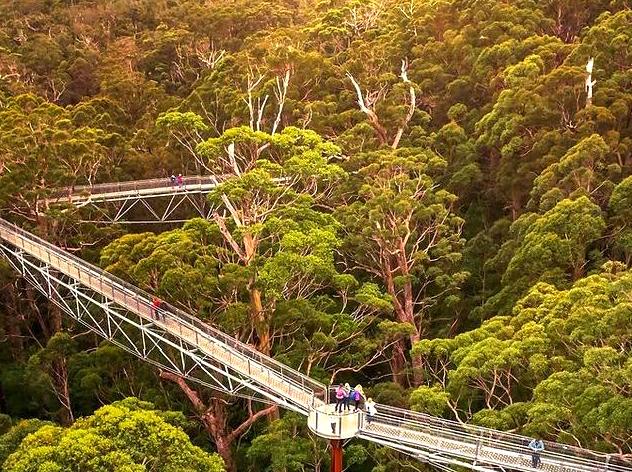 myschoolnotebook | Exploring the Valley of the Giants, Walpole: A Treetop Adventure