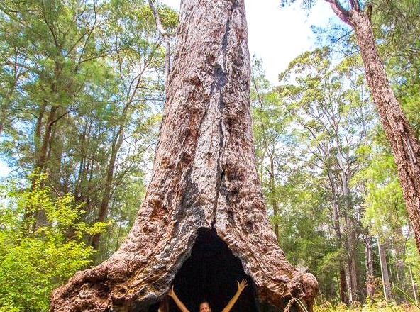 myschoolnotebook | Exploring the Valley of the Giants, Walpole: A Treetop Adventure