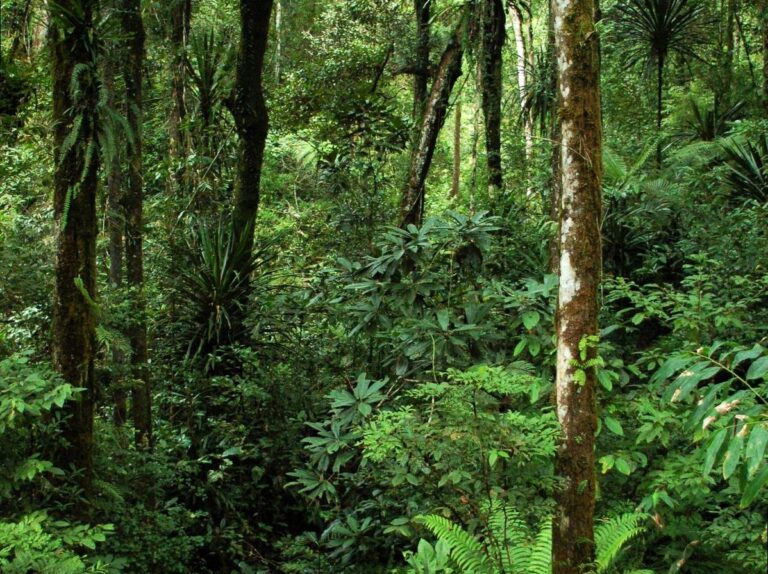 myschoolnotebook | Learn at the Manngarre Rainforest Walk: Educational Walks in Kakadu