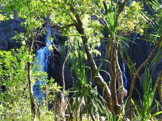 myschoolnotebook | Learn at the Manngarre Rainforest Walk: Educational Walks in Kakadu