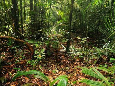 myschoolnotebook | Learn at the Manngarre Rainforest Walk: Educational Walks in Kakadu