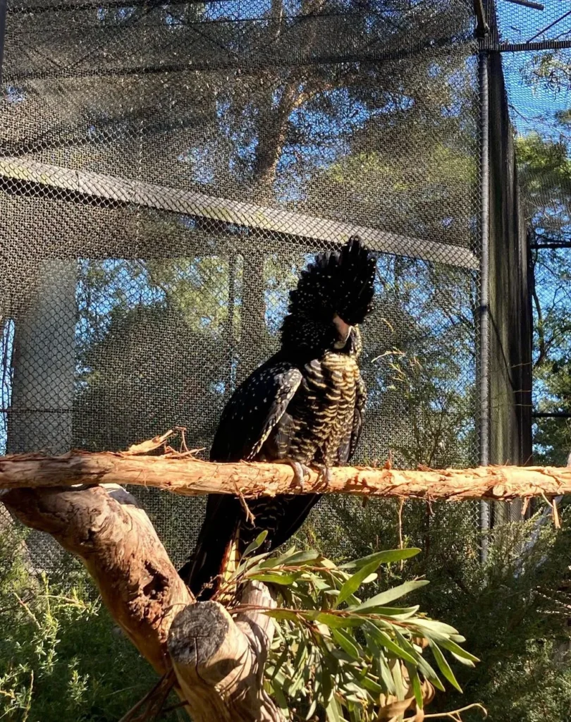 myschoolnotebook|Best Wildlife Parks Near Melbourne